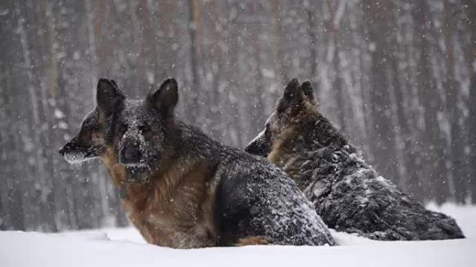 牧羊犬。牧羊犬在雪地里奔跑