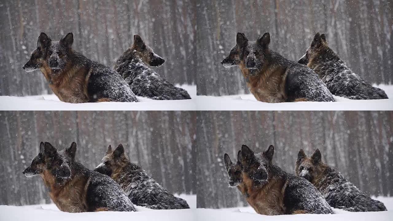 牧羊犬。牧羊犬在雪地里奔跑