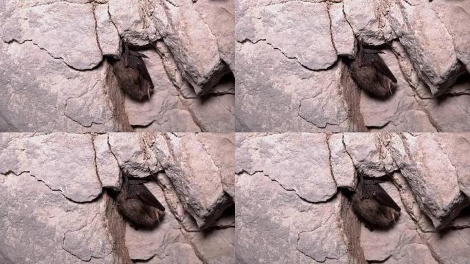蝙蝠倒挂在山洞里