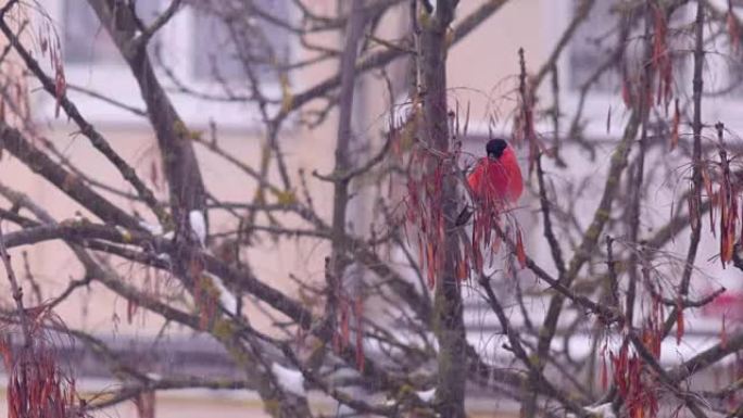 树枝上的牛雀在雪中喂食白色背景的浆果
