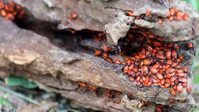 火虫 (Pyrrhocoris apterus) 年轻标本的充血