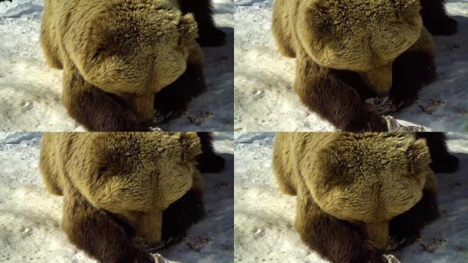 冬季森林中的棕熊。一只熊在雪地里吃饭。