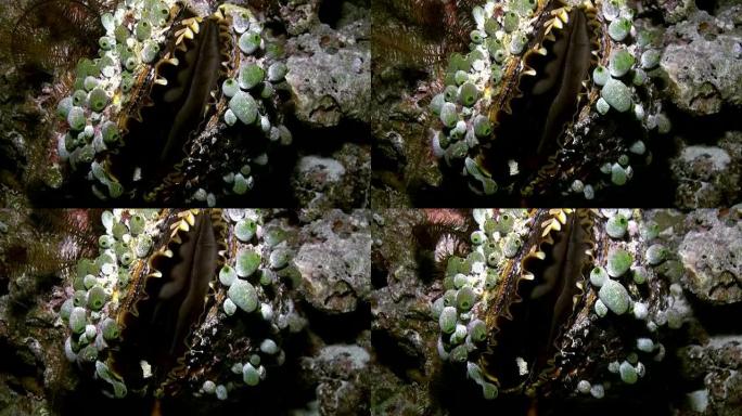蛤Tridacna maxima。水下海洋生物。