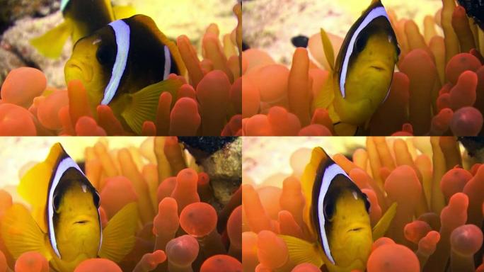 亮橙色气泡海葵在红海水下的小丑鱼。