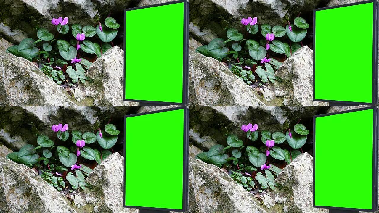 紫罗兰鲜花附近的广告牌绿屏