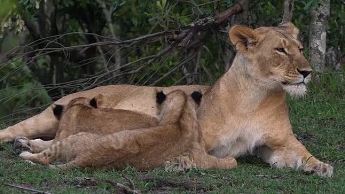 非洲狮，豹狮，妈妈和幼崽在玩，另一只幼崽在哺乳，肯尼亚马赛马拉公园，实时4K