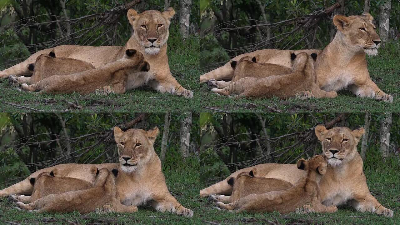 非洲狮，豹狮，妈妈和幼崽在玩，另一只幼崽在哺乳，肯尼亚马赛马拉公园，实时4K