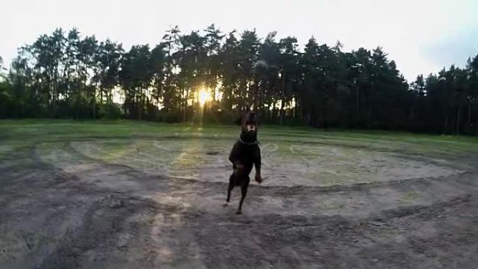 大黑狗杜宾犬在日落时试图接球
