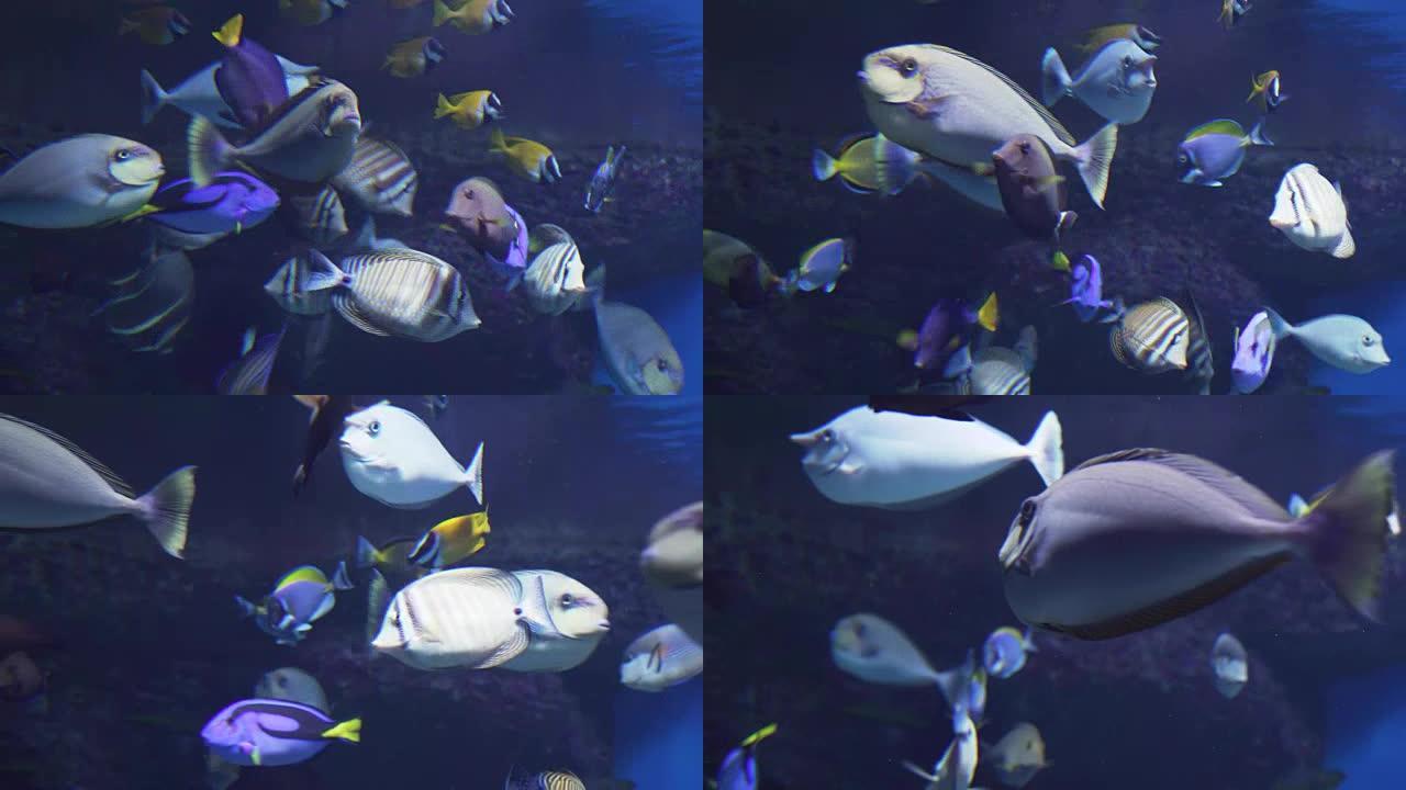 美丽的海洋水族馆与热带鱼和珊瑚库存视频