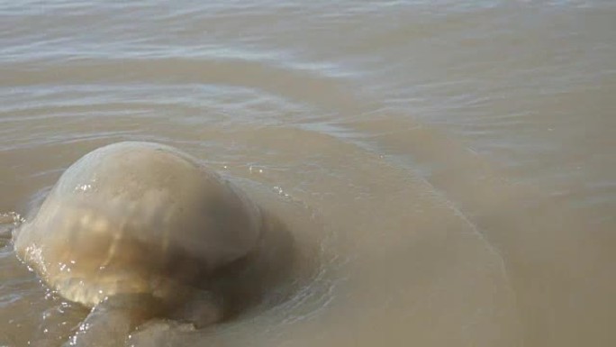 死真水母Medusozoa海滩上的全球变暖后果特写