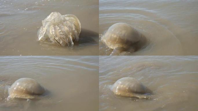 死真水母Medusozoa海滩上的全球变暖后果特写