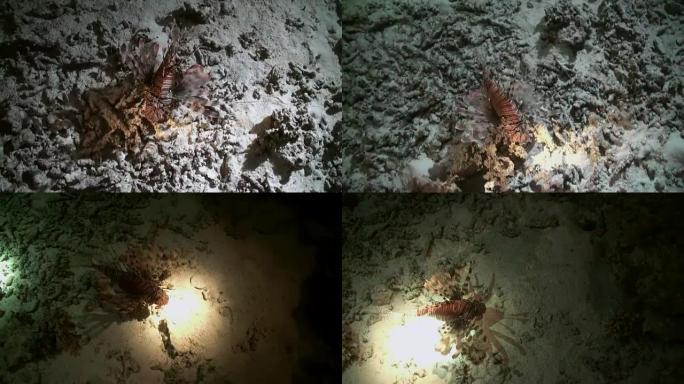 礁红海蝎子之夜