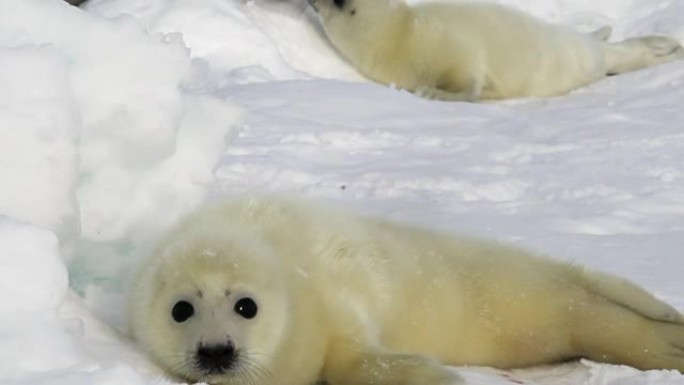 两只刚出生的海豹在俄罗斯白海冰面上。