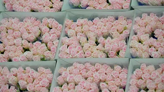 荷兰2017年4月28日: 拍卖会上的新鲜桃色玫瑰花