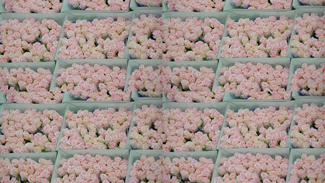 荷兰2017年4月28日: 拍卖会上的新鲜桃色玫瑰花