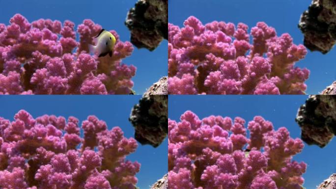 可爱的鱼在珊瑚温和的紫色紫色在红海水下。