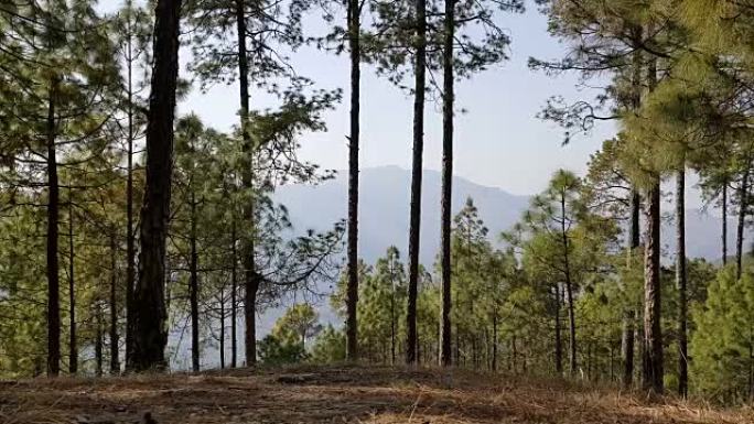 北阿坎德邦新特赫里附近的树线
