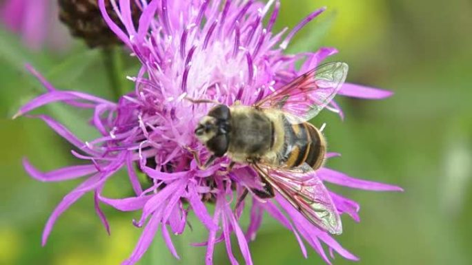 Close-up of a bee perched on a freshly bloomed thi