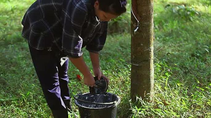 年轻的亚洲橡胶攻丝将乳胶橡胶倒入橡胶林的桶中