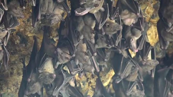 4k uhd蝙蝠在印度尼西亚巴厘岛果阿拉瓦巴厘岛的神圣印度教蝙蝠洞寺庙入口处悬挂在墙上。/蝙蝠关闭蝙