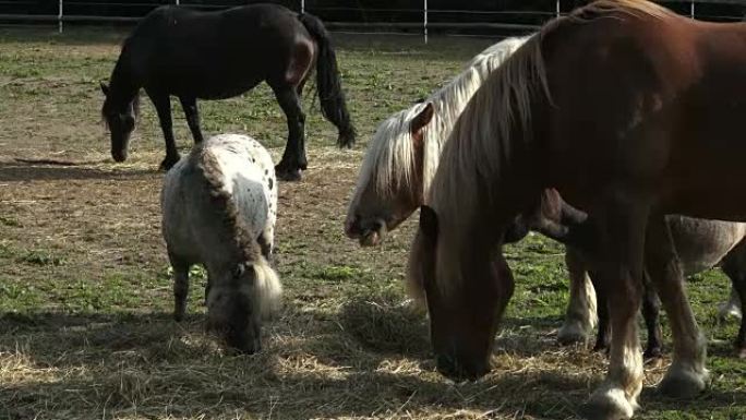 Group of horses eating hay. Horses eating hay on t