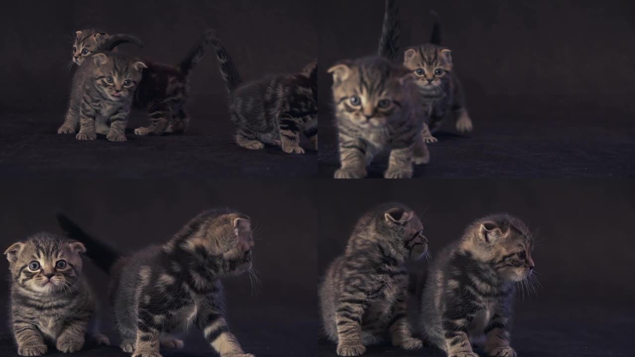苏格兰青蛙品种的小猫在黑色背景素材视频