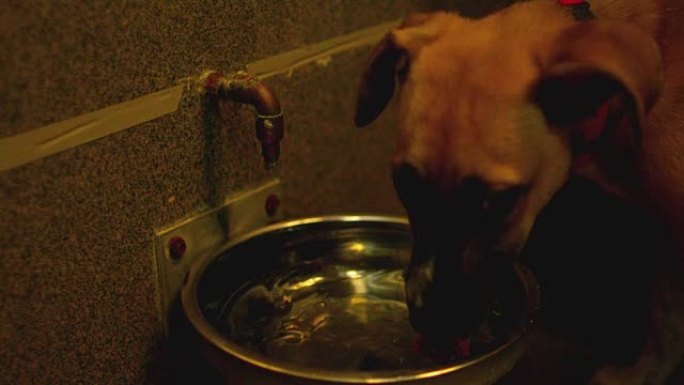 小狗从碗里喝水