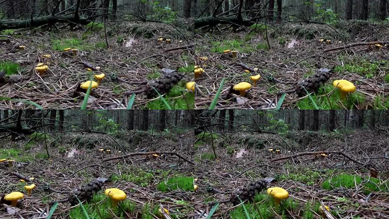 树林里的蘑菇