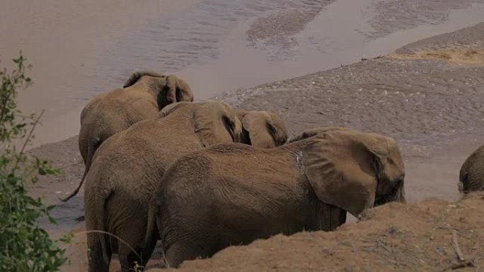 Herd Of Elephants Standing In A Pond Of Cool, Funn