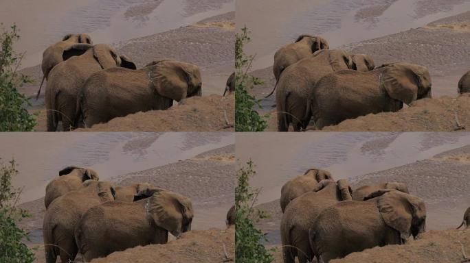 Herd Of Elephants Standing In A Pond Of Cool, Funn