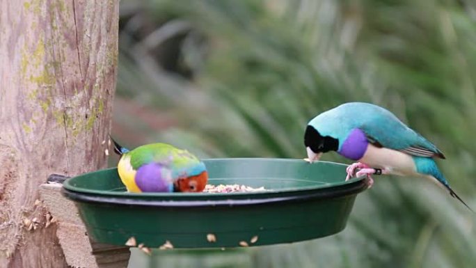 美丽多彩的鸟类在吃