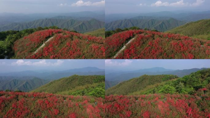 江西萍乡广寒寨杜鹃花风景