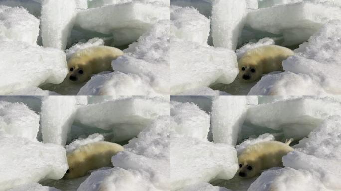 可爱的新生海豹幼崽在冰上看着相机