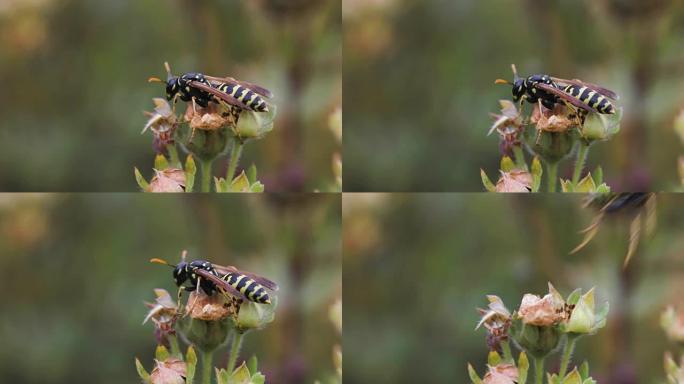 蜜蜂从野花中收集花粉并飞走