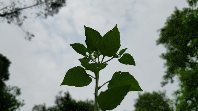 春日芳草地细雨润物