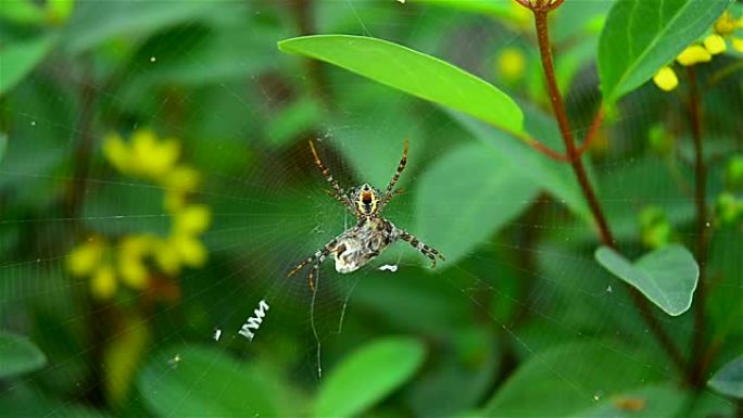 蜘蛛在花园里捕食。