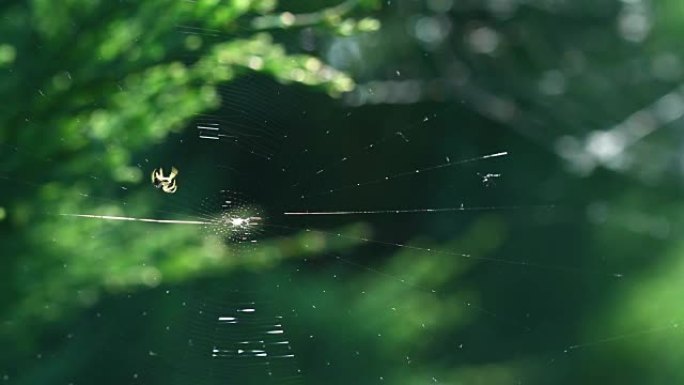 蜘蛛在晴天在黑暗的背景上筑网
