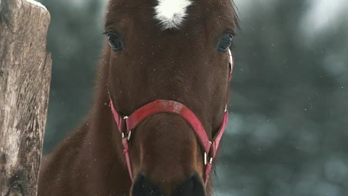 下雪天的红马肖像