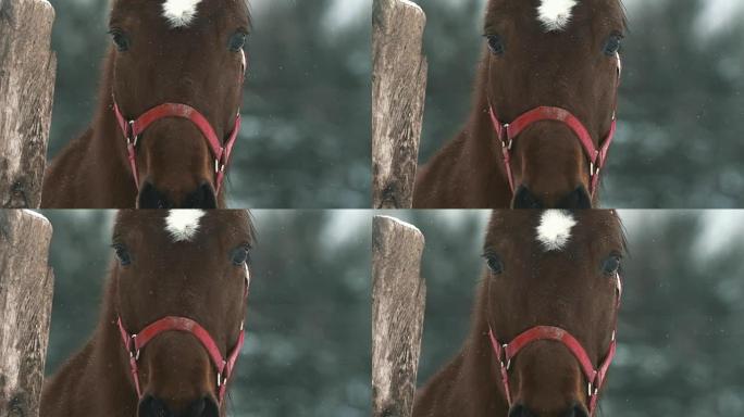 下雪天的红马肖像