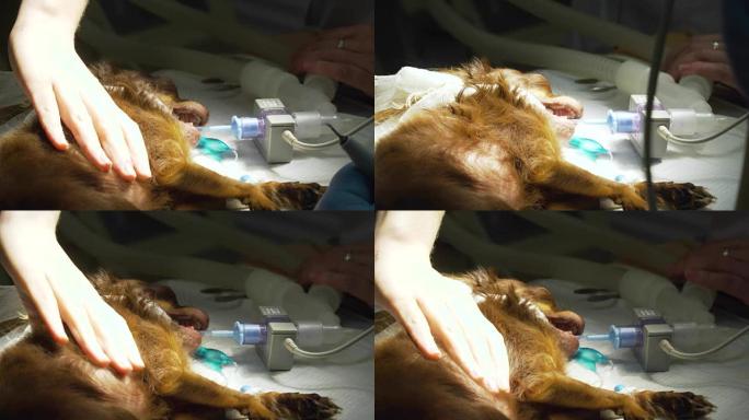 手术室里的狗准备手术