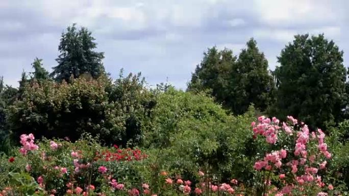玫瑰花丛绽放的公园景观