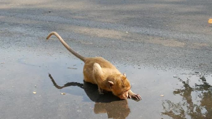 有趣的猴子幼崽直接从水坑里喝水
