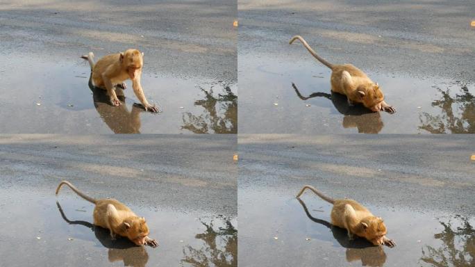 有趣的猴子幼崽直接从水坑里喝水
