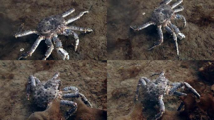 在巴伦支海的水下寻找食物的巨型帝王蟹。