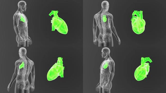 人体心脏与解剖学一起放大