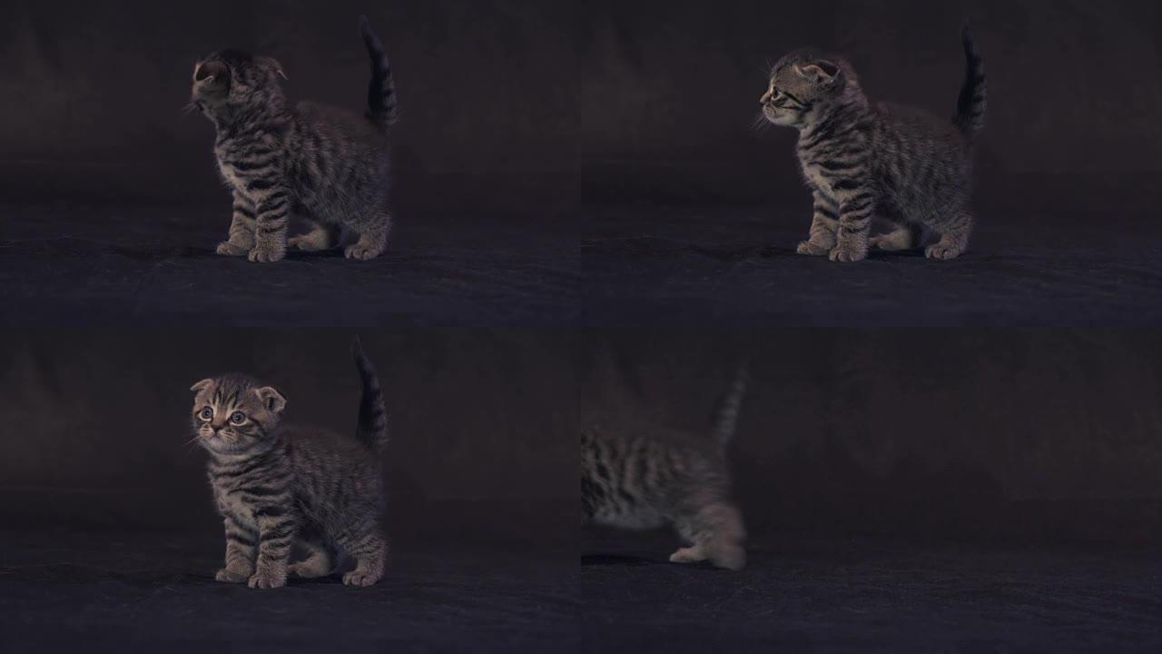 苏格兰青蛙品种的小猫在黑色背景素材视频