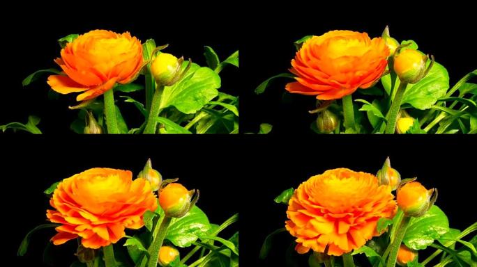 毛茛或毛茛花的特写镜头正在开花，带有alpha通道的延时