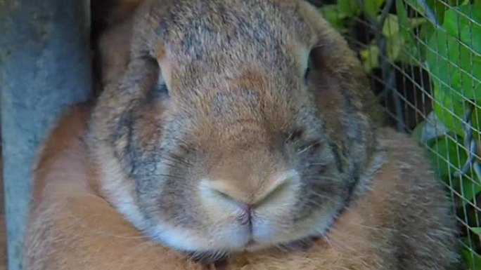 特写: 可爱的佛兰德巨兔肖像