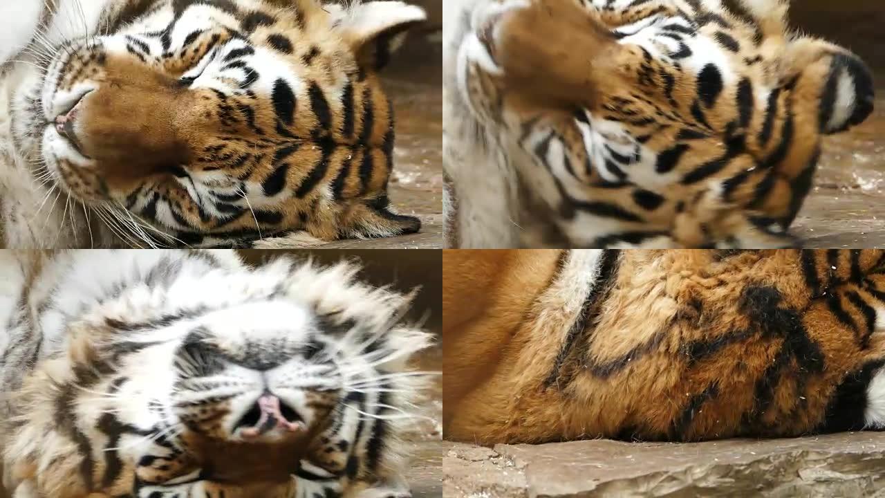 老虎的4k肖像