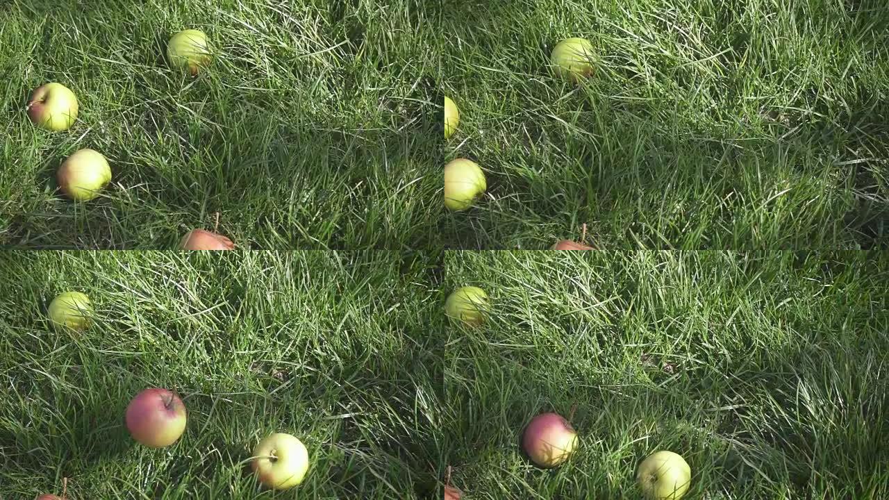 草丛中的慢动作是苹果，两个苹果从上面掉下来